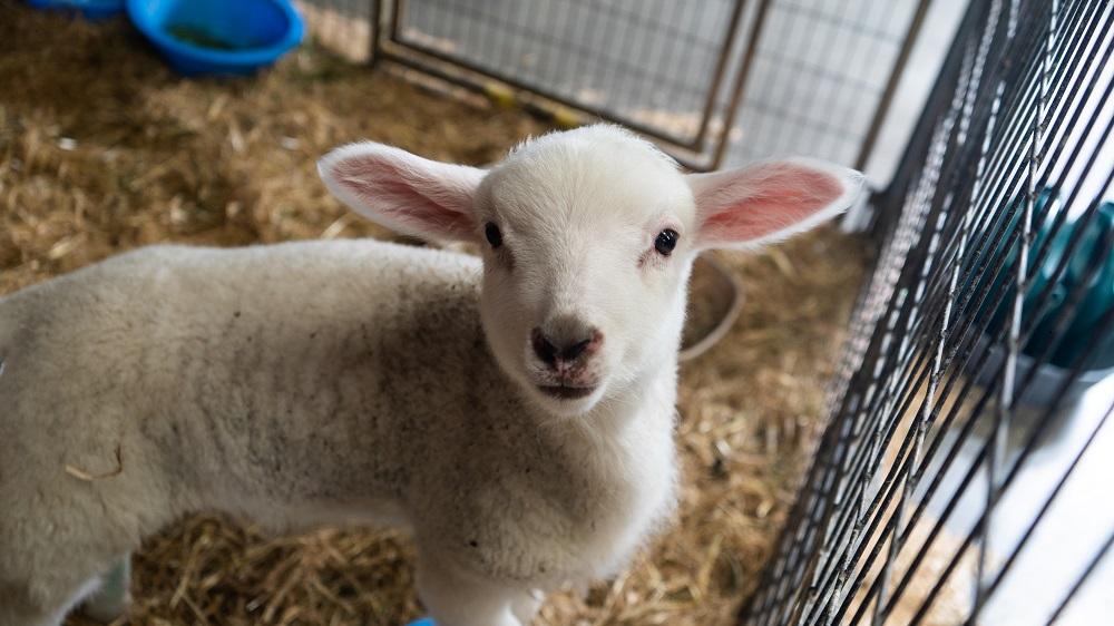 SPCA calls for urgent action on outdated animal welfare codes  