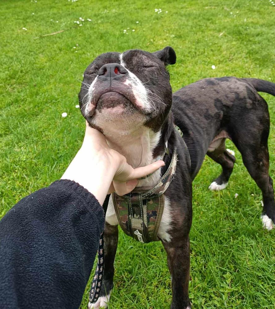 A black and white dog takes a pat on the chin on a pass of grass.