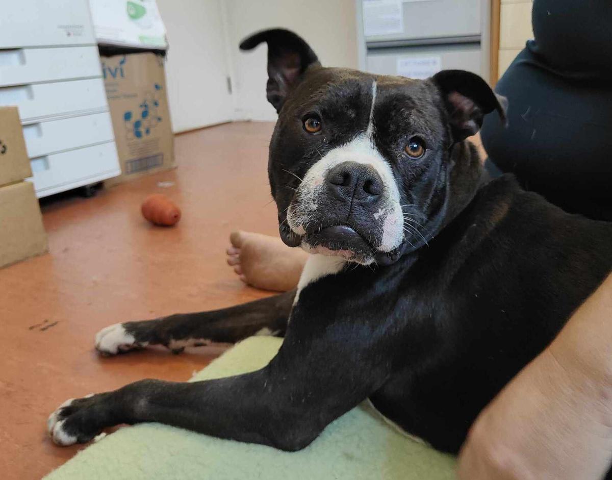 A black dog with a white snout sits on someone's lap.