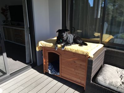 City living: The rise of pets in apartments