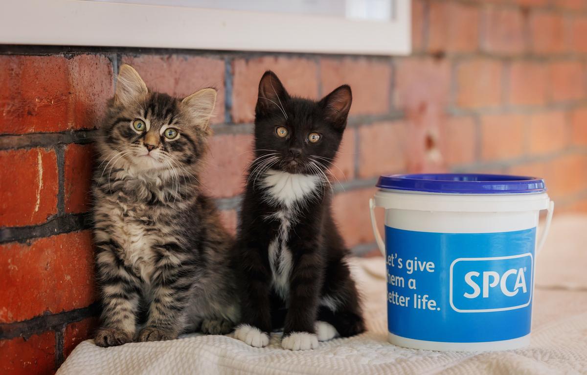 Animal lovers can now ‘Fill the Bucket’ online