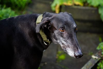 SPCA questions Greyhound Racing New Zealand's judicial review into racing ban