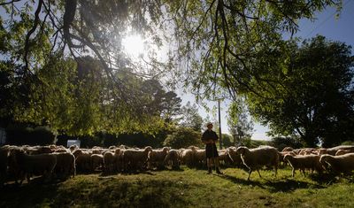 Have your say: Improving animal welfare standards for sheep and beef cattle