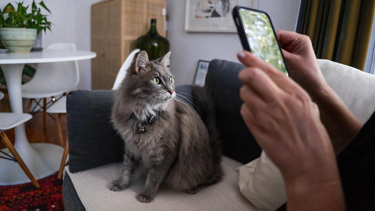 Will your pet be the star of this year's Pets of the Year calendar?