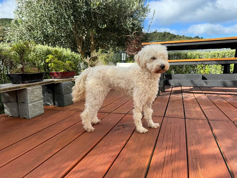 Photos of two small breed dogs on a tan porch.