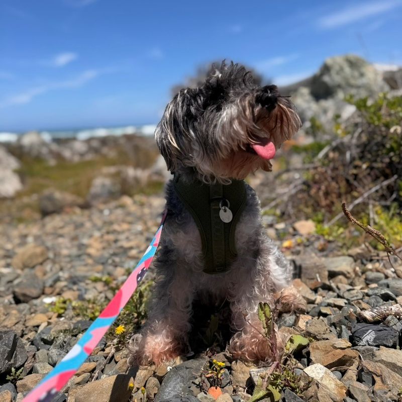 Two small breed dogs on walks.