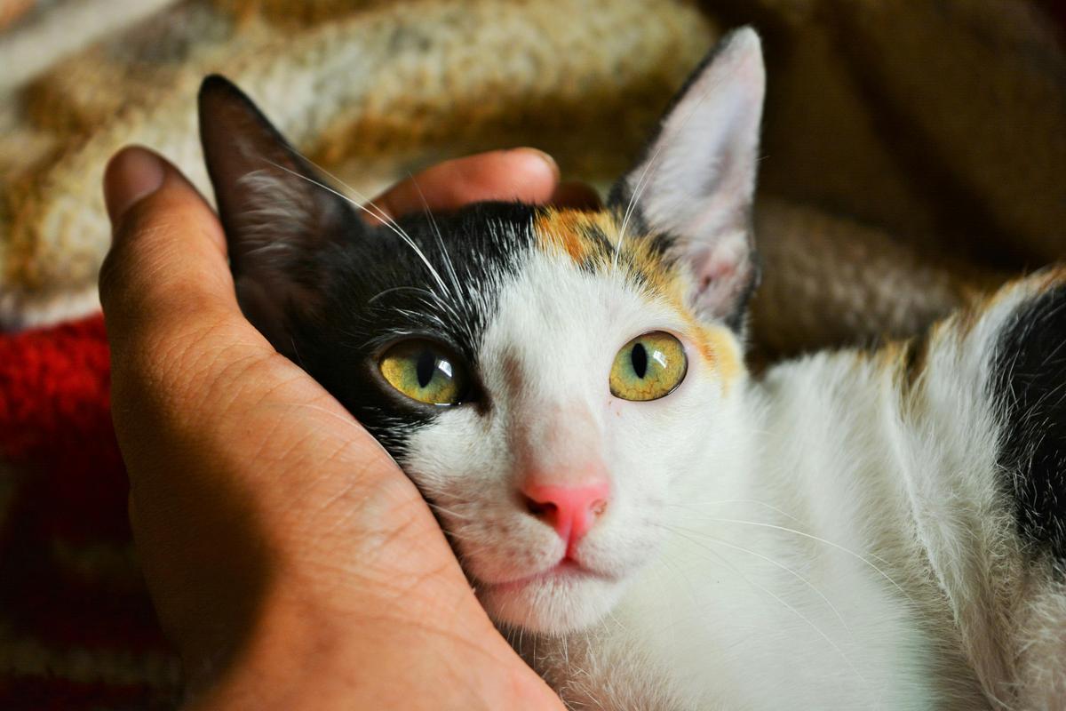 Close-up of a timid cat being gently cradled in a person's hand, showing trust and calmness