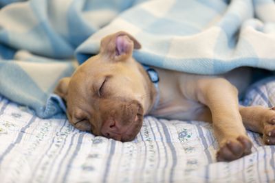 How to keep your pet happy and healthy this winter 