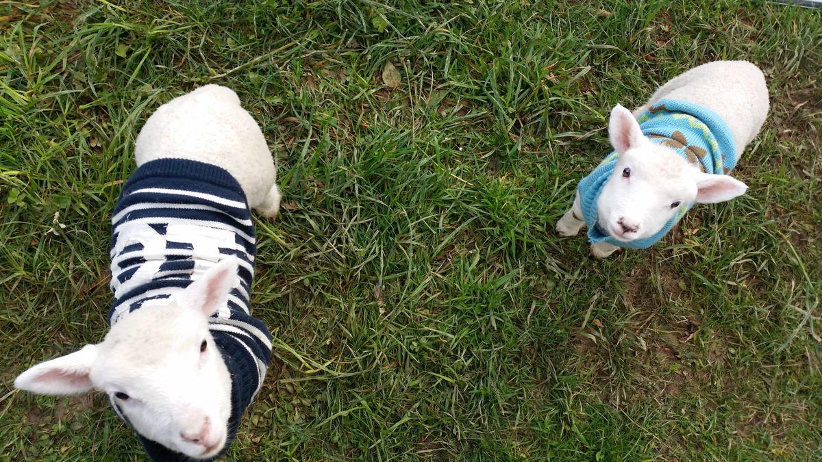 Foster 'fails' - the animals that capture our hearts 