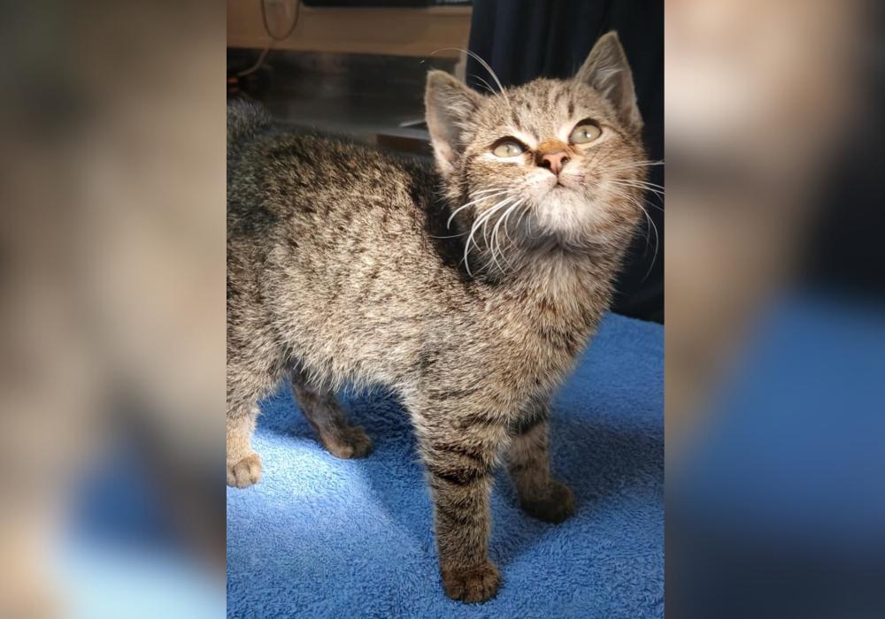 The team effort behind Rookie’s recovery 