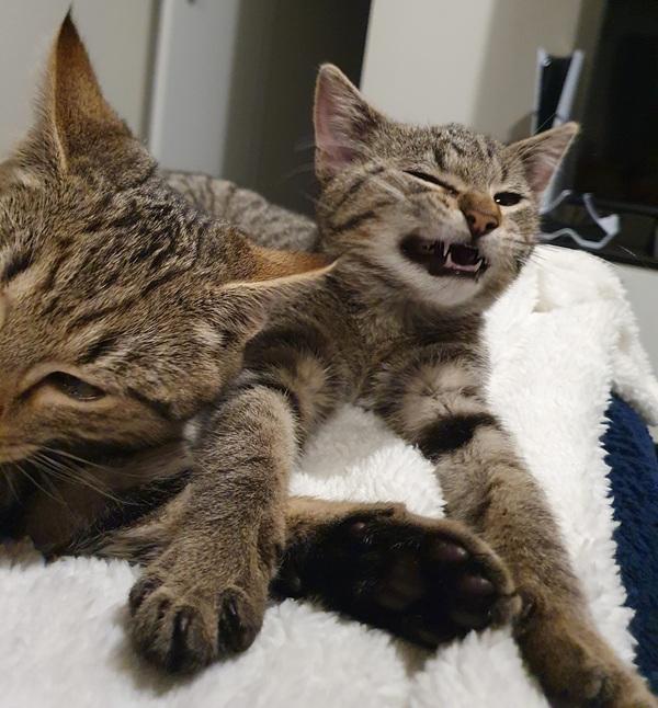 Stitch and Larry in their new homes