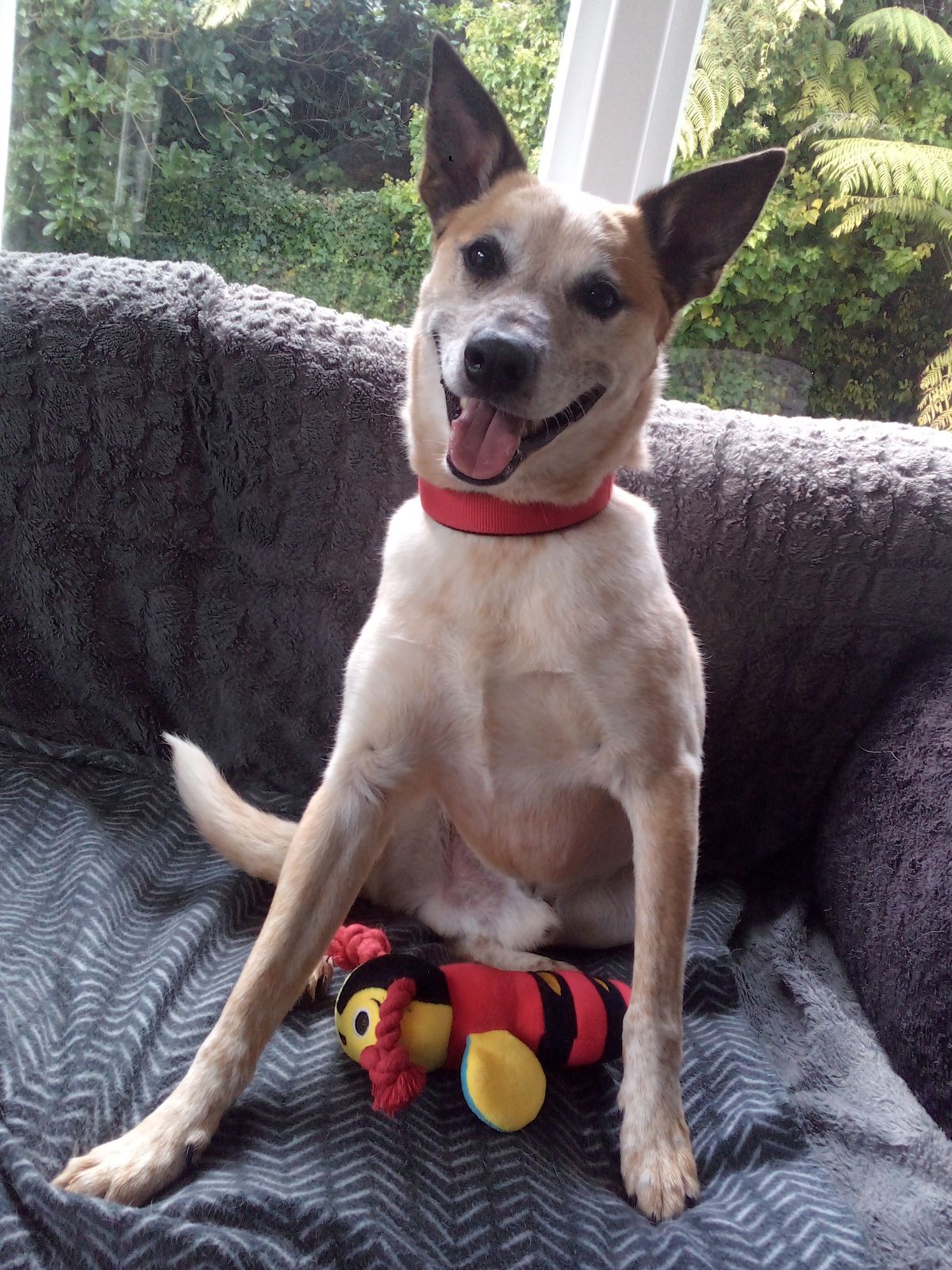 Gallery image: Mochi