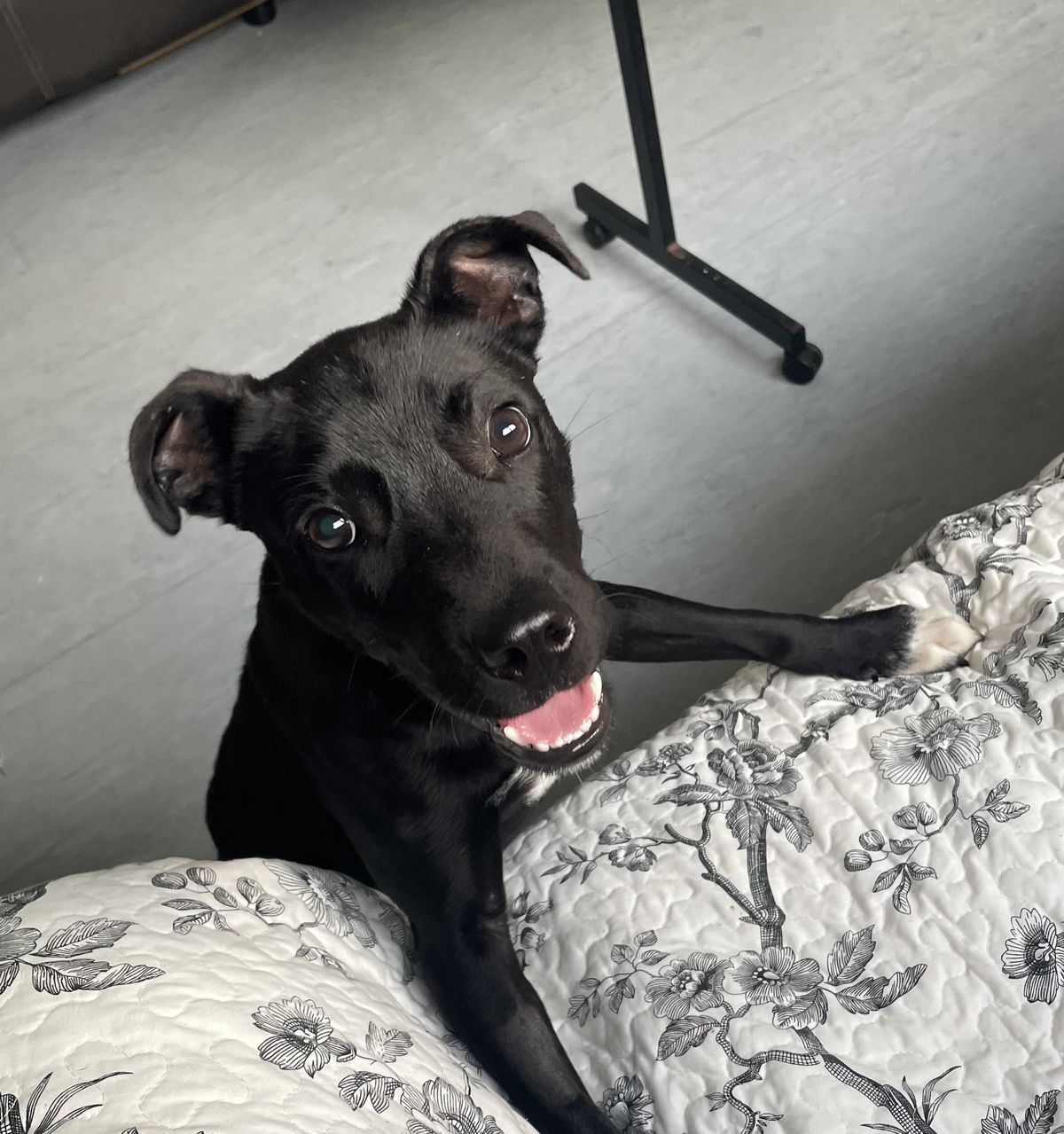 Gallery image: Jackson