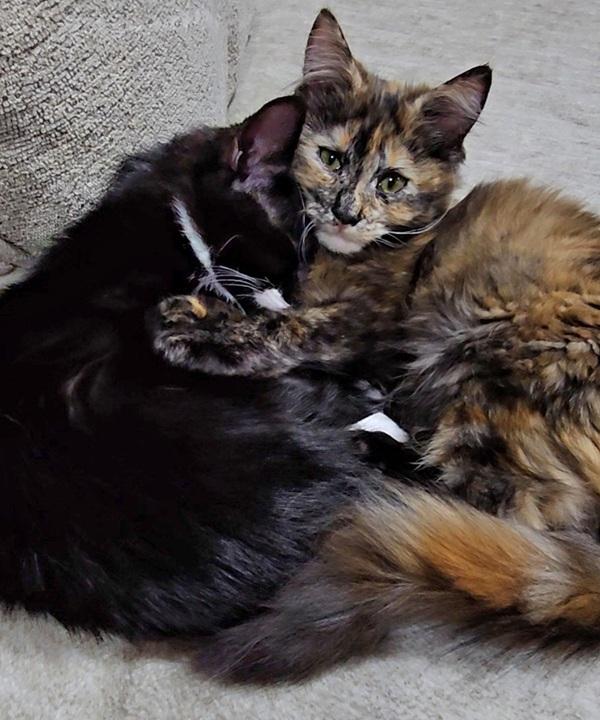 Bailey and Sako SPCA kittens cuddling