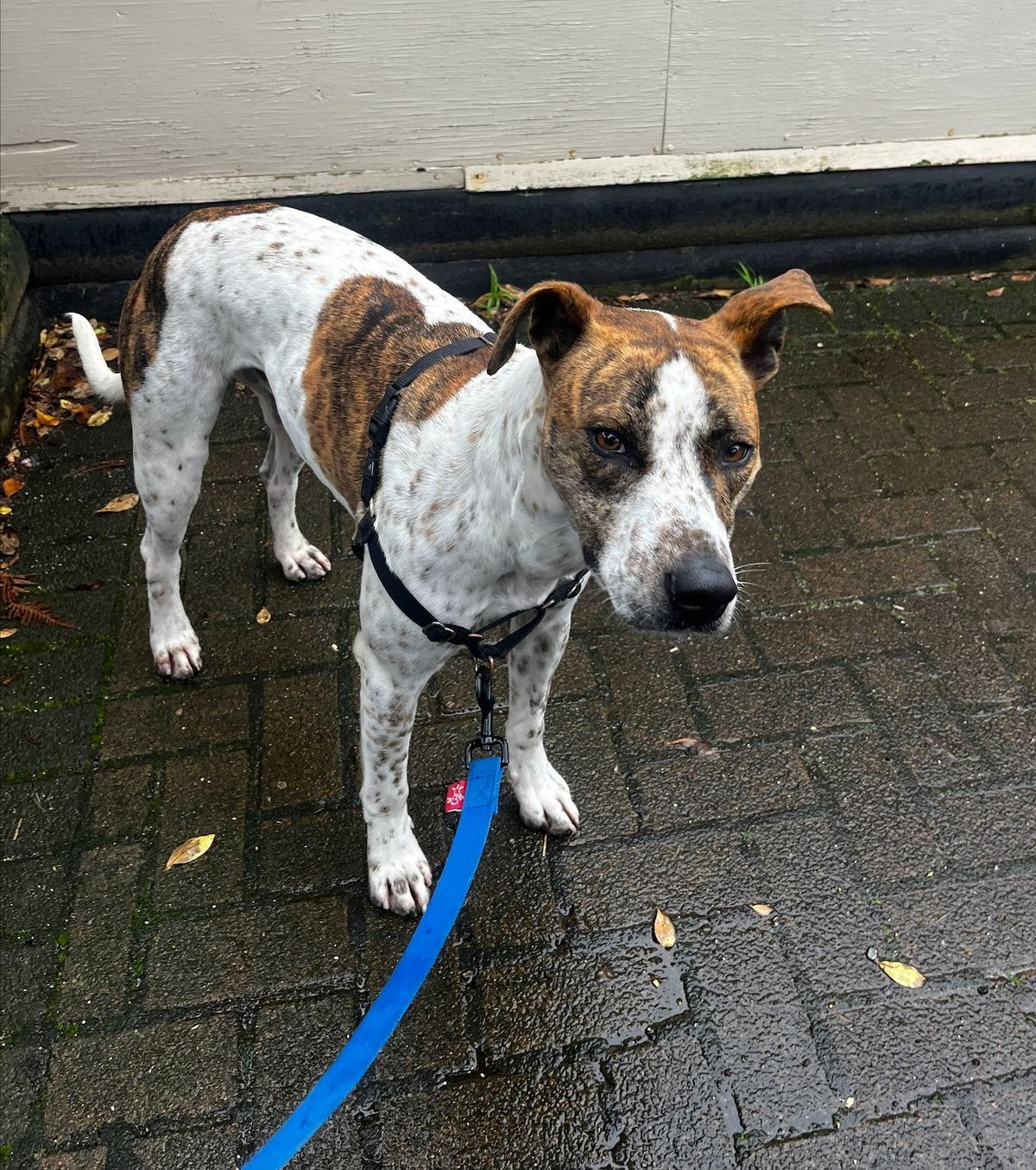 Gallery image: Skeeter