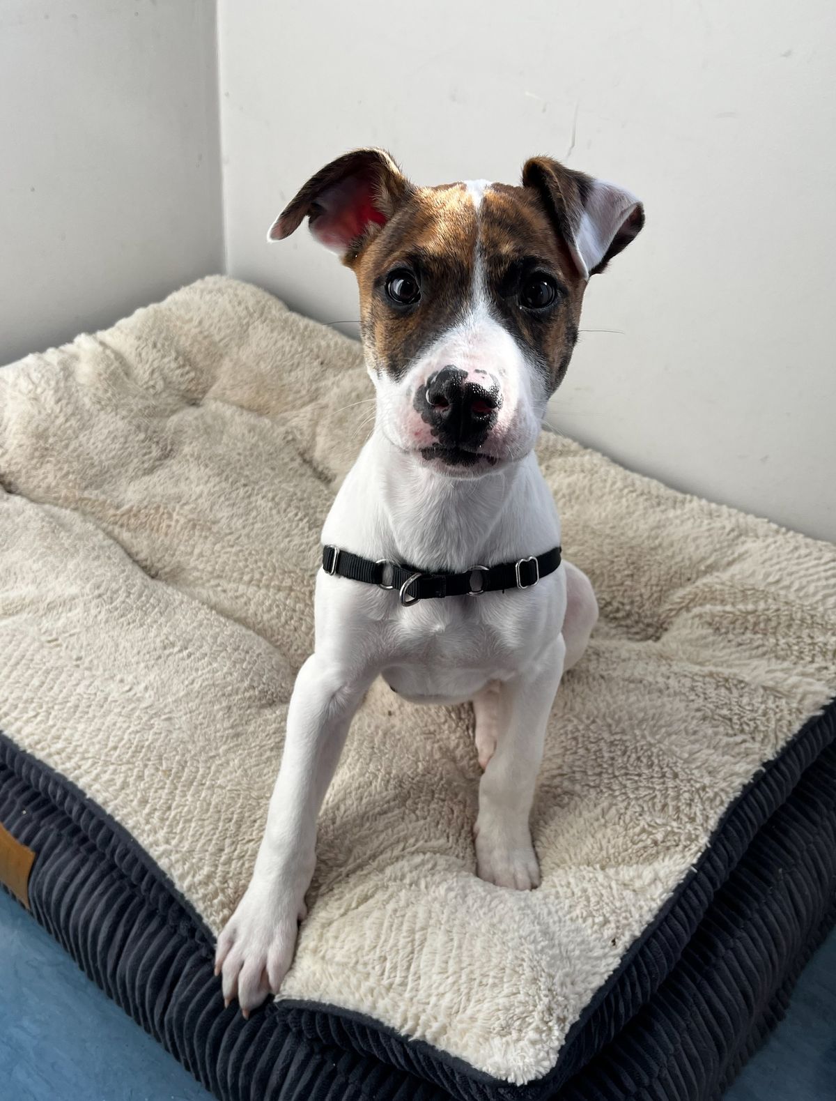 Gallery image: Shortbread