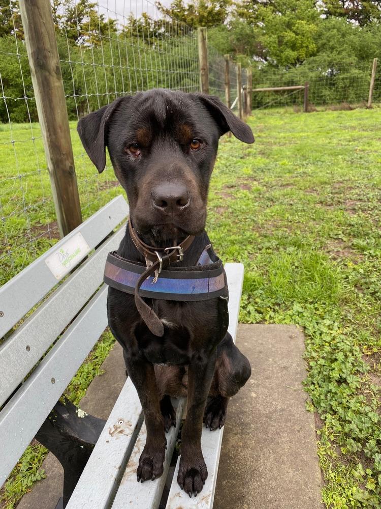 A black Shar Pei/Rottweiler mix dog sits on a bench.