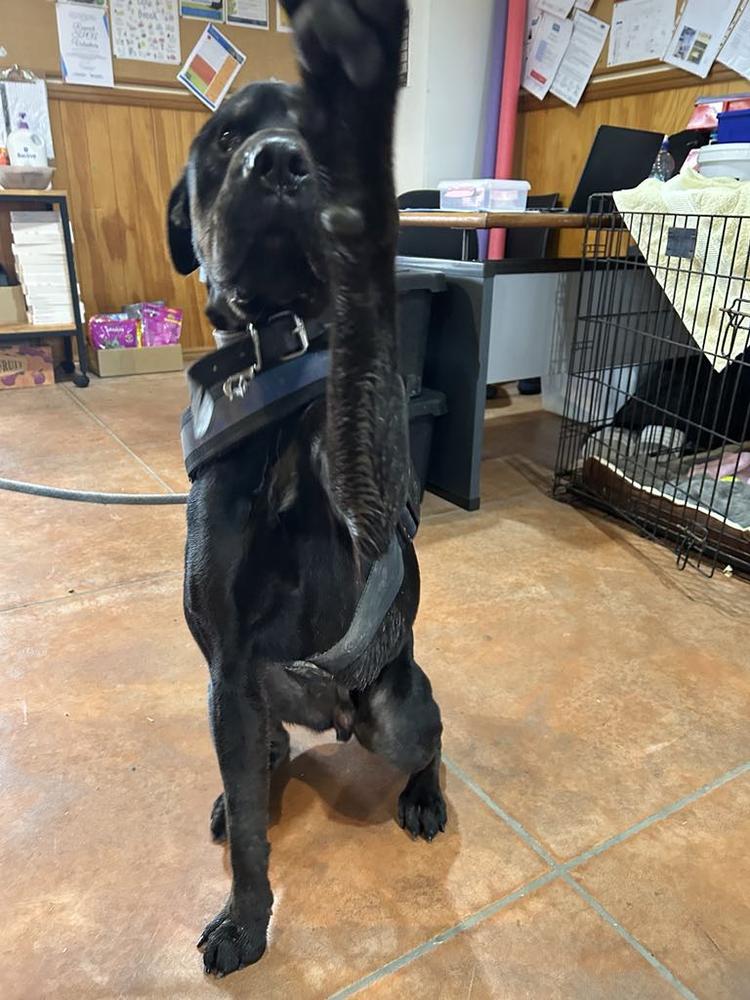 A black dog holds his paw up.