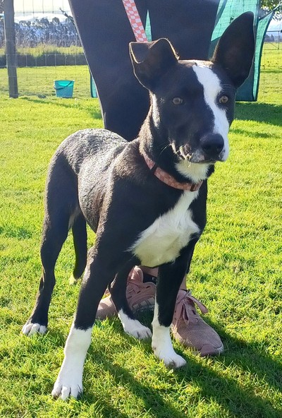 Namaari - Collie Smooth