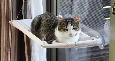 Happy adoption story: OJ