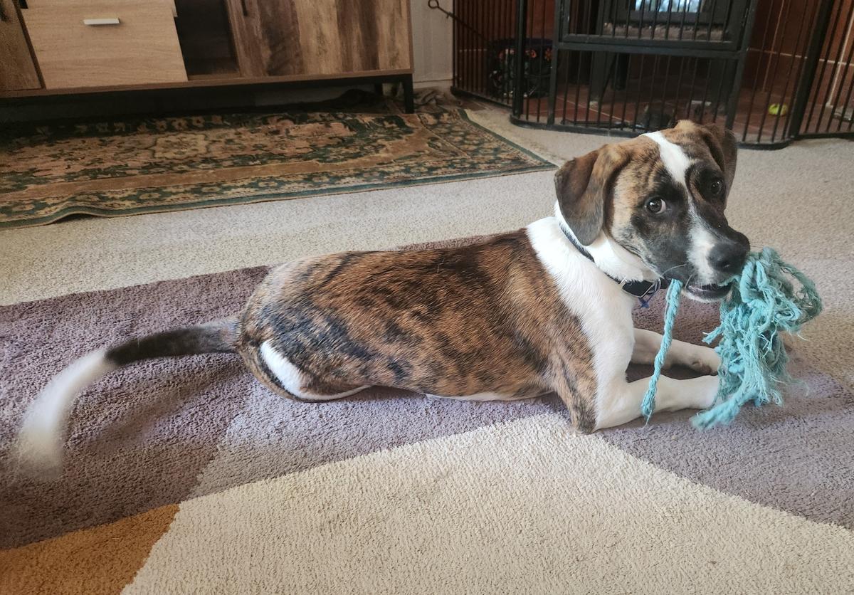 Happy adoption story: Bess