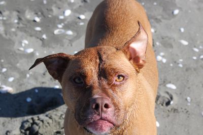 Happy adoption story: Penny