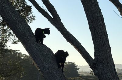 Happy adoption story: Millie and Indy