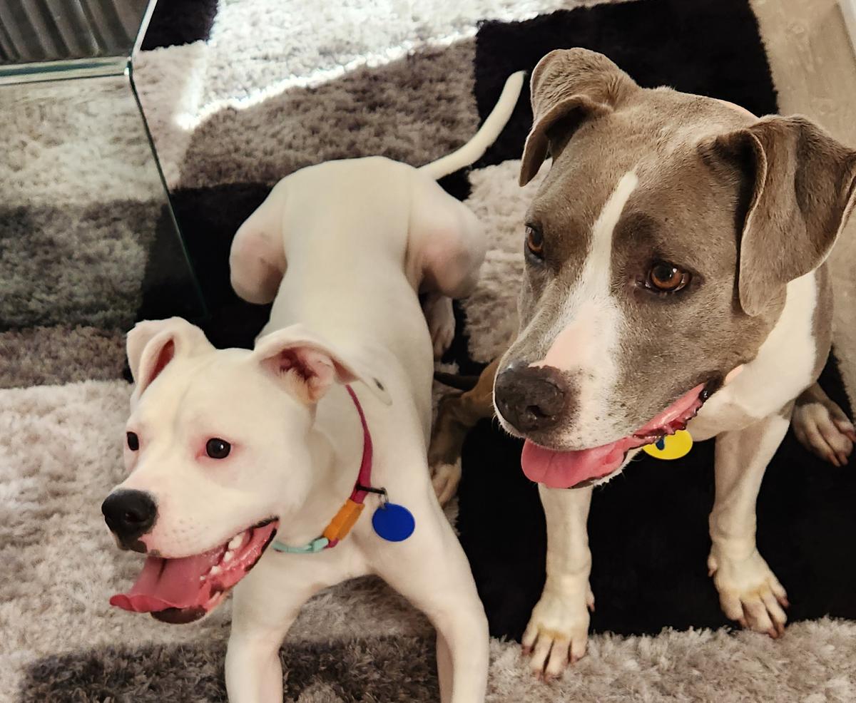 Happy adoption story: Piper