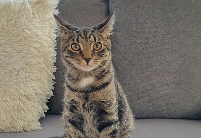 Happy adoption story: OJ
