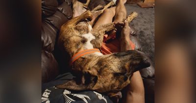 Happy adoption story: OJ