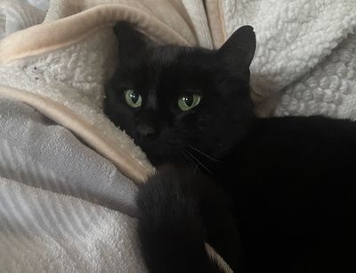 Happy adoption story: OJ