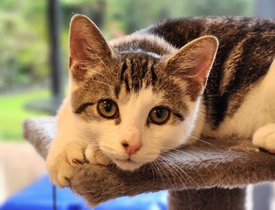 Happy adoption story: OJ