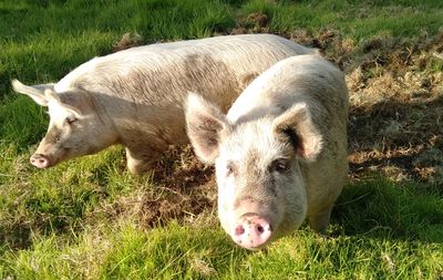 Happy adoption story: Tulip and Poppy