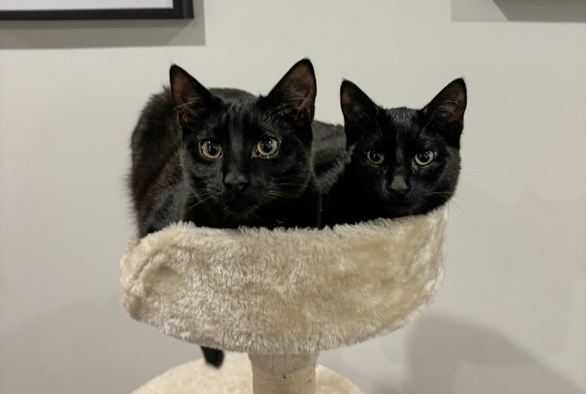 Happy adoption story: Poppy and Pepper