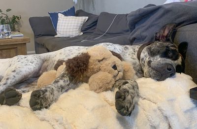 Happy adoption story: Poppy