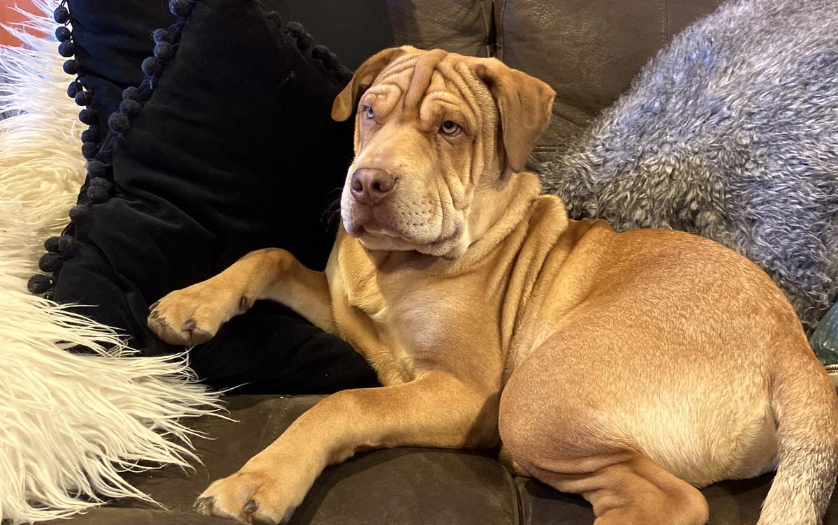 Happy adoption story: Beau