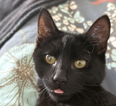 Happy adoption story: OJ