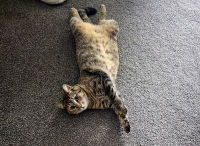 Happy adoption story: OJ