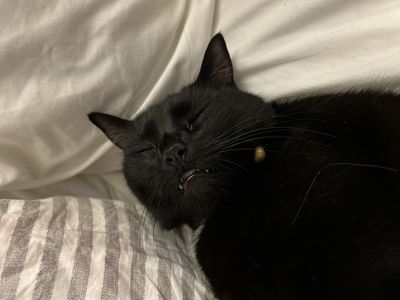 Happy adoption story: OJ