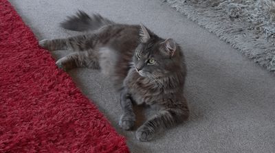 Happy adoption story: Spud