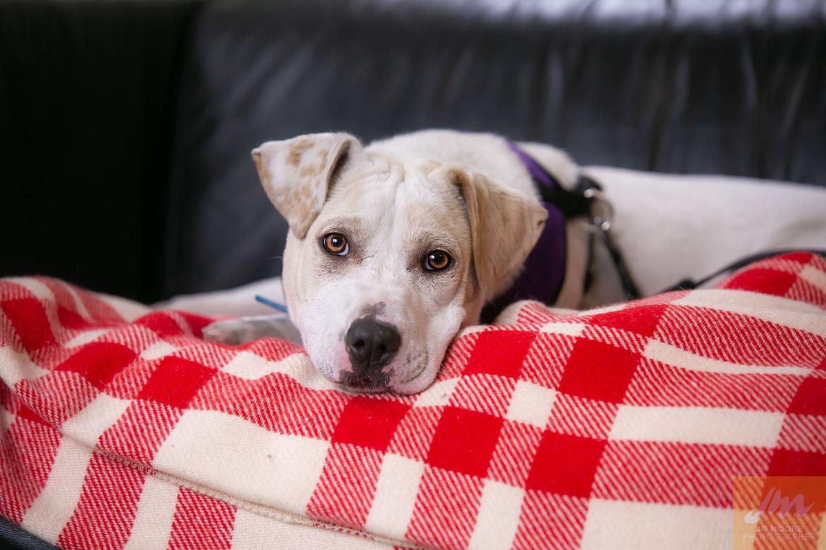 SPCA concerned by Government’s dismissive response to shock collar ban petition