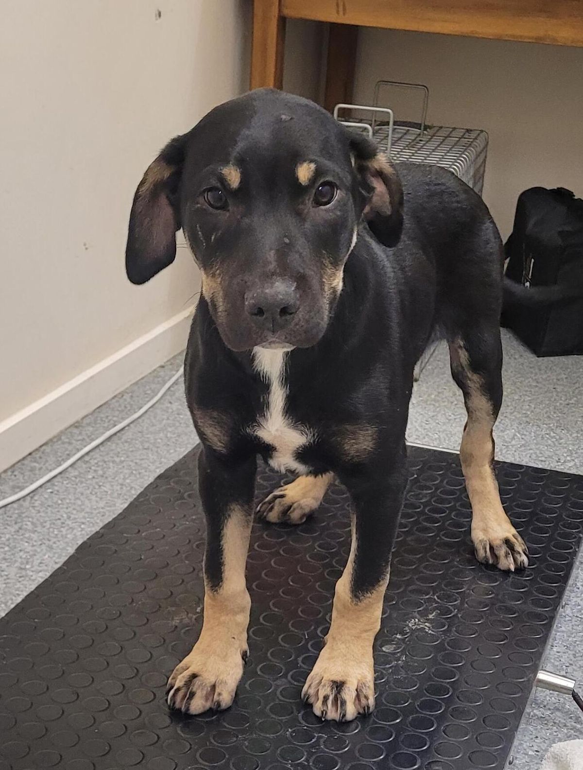 Gallery image: Lincoln