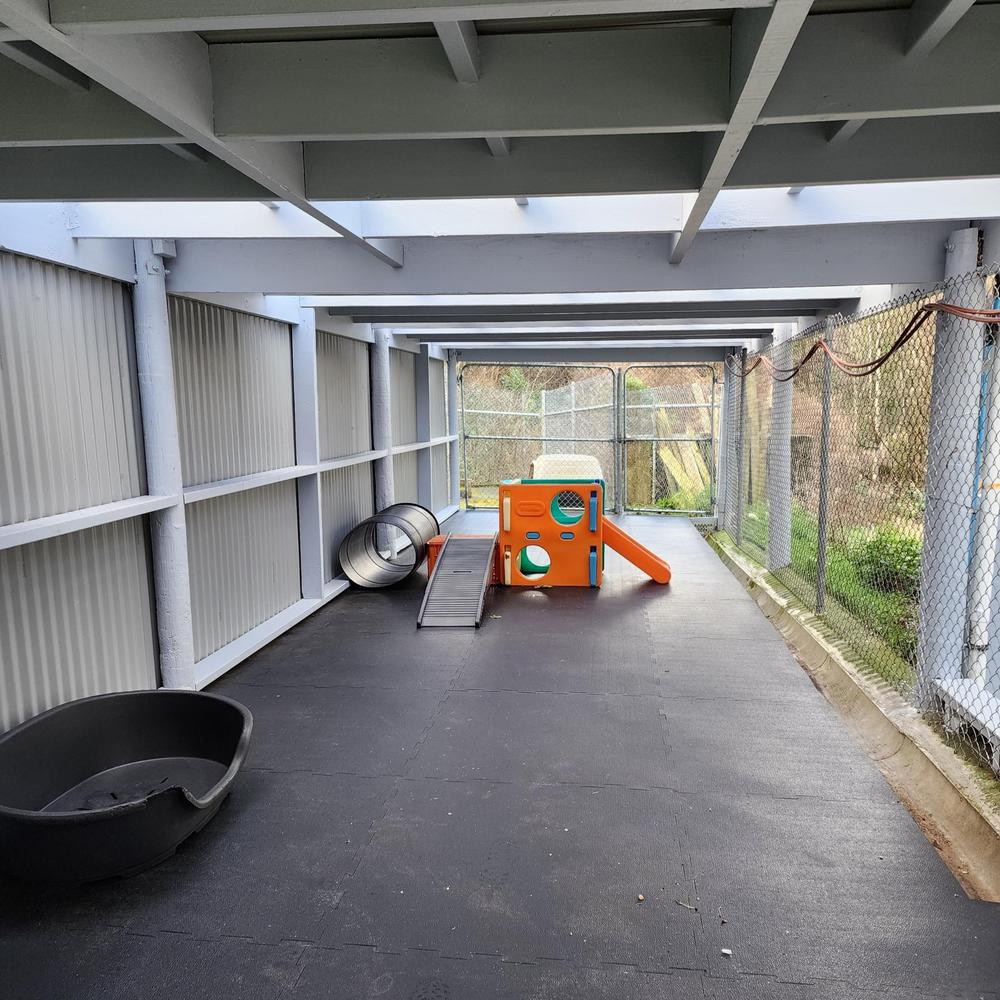 Dunedin's new-look puppy run, and the donor who made it possible