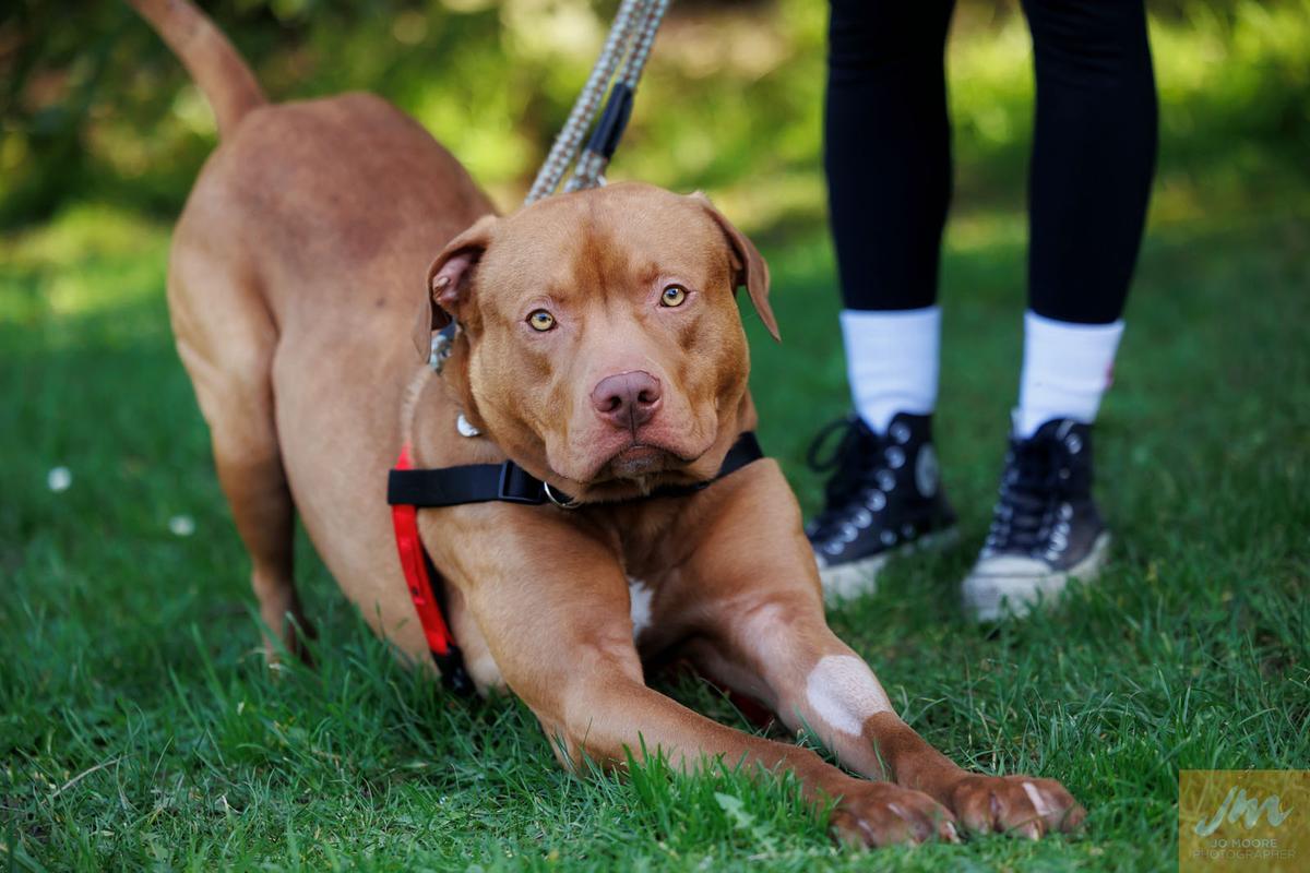 SPCA desexing Outreach Vouchers to aid local rescue groups