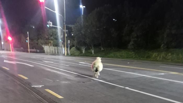 Baa-bara sheep loose on the road