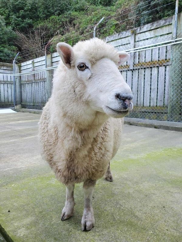 Baa-bara the sheep at Animal Control Wellington