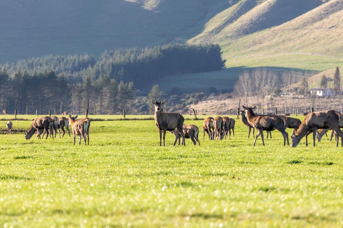 A new code of welfare for deer: What does it mean for animals?