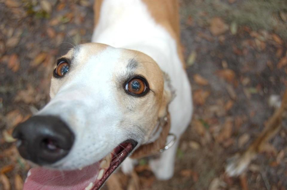 SPCA welcomes Cabinet’s decision to formally end greyhound racing in New Zealand