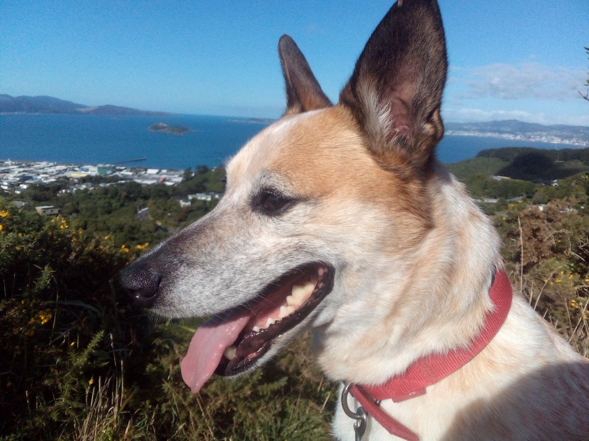 Gallery image: Mochi