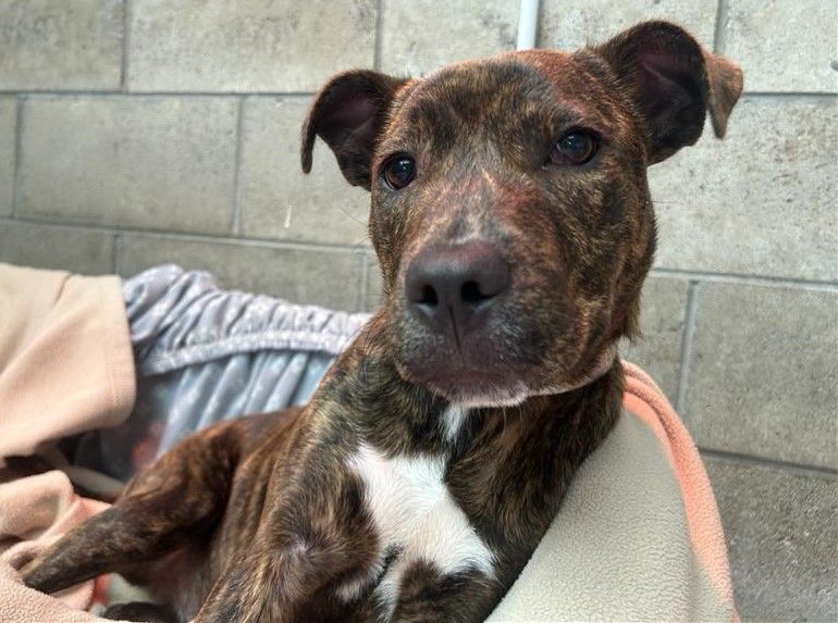 Gallery image: Stella